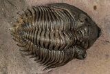 Exceptional Metacanthina Trilobite - Lghaft, Morocco #339497-3
